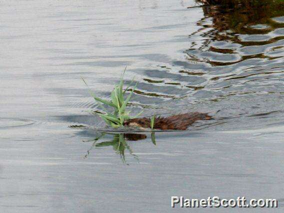 Image of muskrat