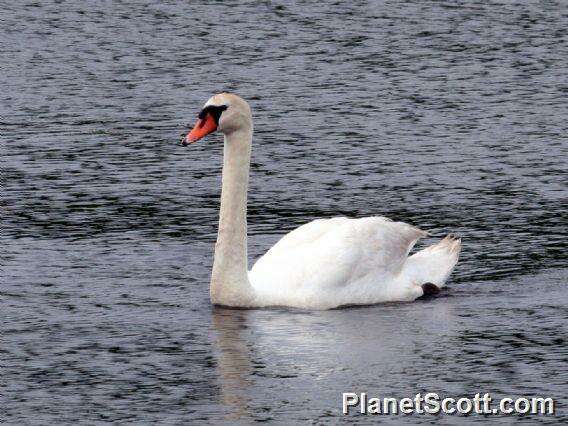 Image of Swan