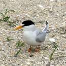 Image of Least Tern