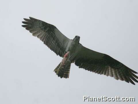 Image of ospreys