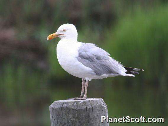 Image of Larus Linnaeus 1758