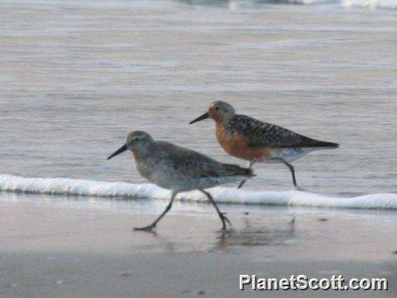 Image of Calidris Merrem 1804