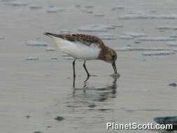 Image of Calidris Merrem 1804