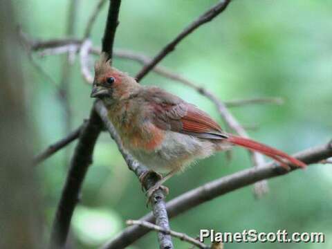 Image of Cardinalis Bonaparte 1838