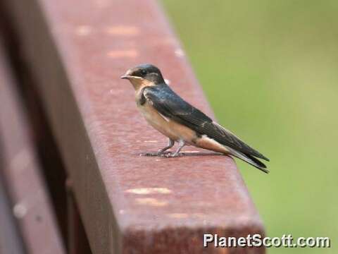 Image of Hirundo Linnaeus 1758