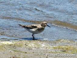 Image of Calidris Merrem 1804