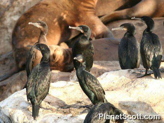 Imagem de Phalacrocorax Brisson 1760