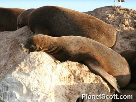 Image of Sea Lion