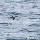 Image of Black Storm Petrel