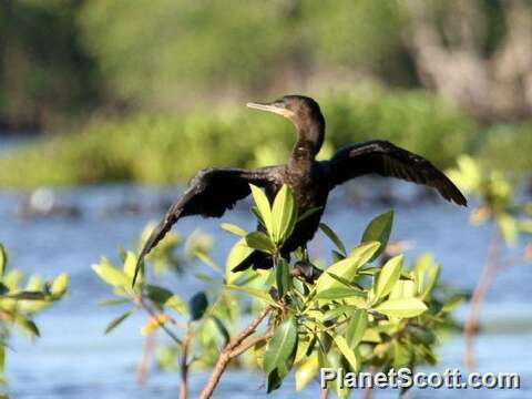 Image of Phalacrocorax Brisson 1760