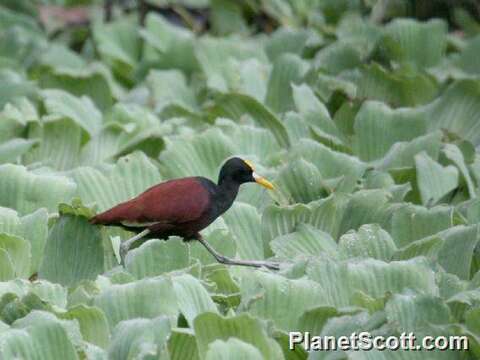 Image of Jacana Brisson 1760