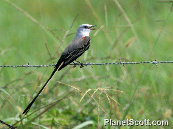 Image of Kingbird