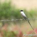 Image of Fork-tailed Flycatcher