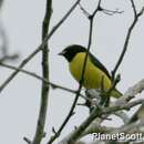 Image of scrub euphonia