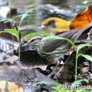 Image of Northern Waterthrush