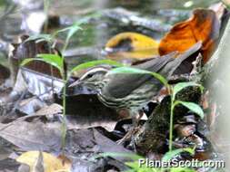 Image of waterthrush