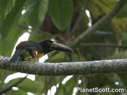 Image of Aracari