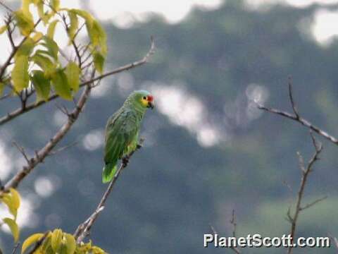 Image of Amazon parrots