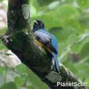 Trogon caligatus Gould 1838的圖片