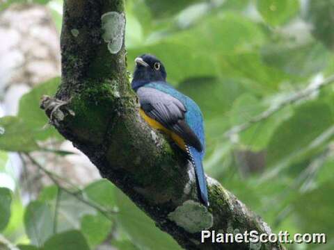 Imagem de Trogon Brisson 1760