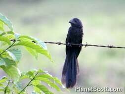 Sivun Crotophaga Linnaeus 1758 kuva