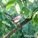 Image of Band-backed Wren