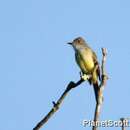 Image of Dusky-capped Flycatcher