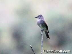 Image of Pewee