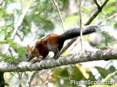 Image of Squirrels