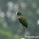 صورة Amazona albifrons (Sparrman 1788)