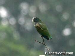 Image of Amazon parrots