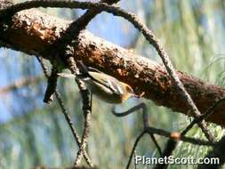 Peucedramus Coues 1875的圖片