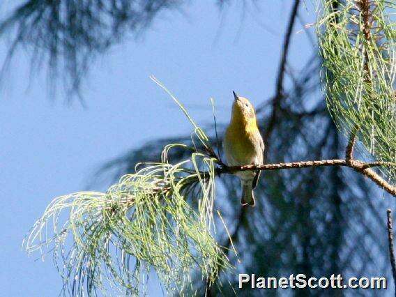 Peucedramus Coues 1875的圖片