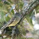 Image of Pine Flycatcher