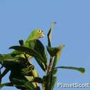 Image of Olive-throated Parakeet