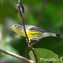 Image of Magnolia Warbler