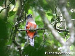 Plancia ëd Trogon Brisson 1760