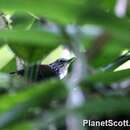 Image of White-breasted Wood Wren