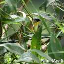 Image of Gray-crowned Yellowthroat