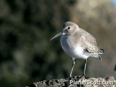 Image of Calidris Merrem 1804