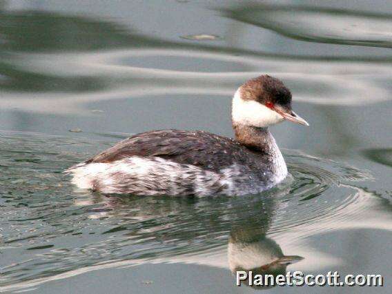 Image of Podiceps Latham 1787