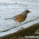 Imagem de Turdus rufopalliatus Lafresnaye 1840