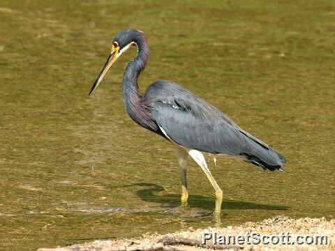 Image of Egretta Forster & T 1817