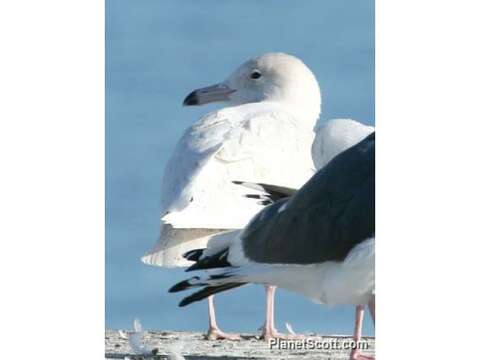 Image of Larus Linnaeus 1758