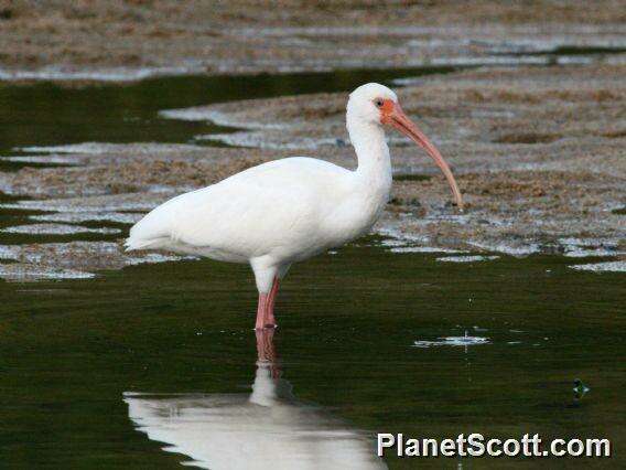 Image of American White and Scarlet Ibises