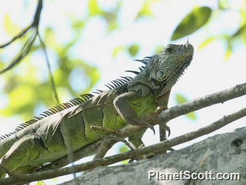 Image of Green Iguana