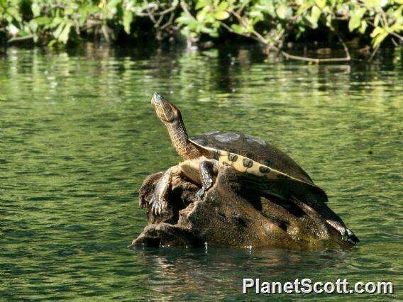 Imagem de Trachemys Agassiz 1857