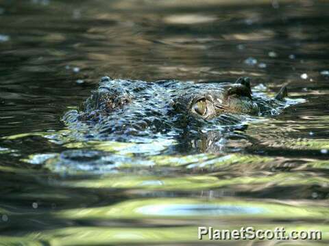 Imagem de Crocodylus