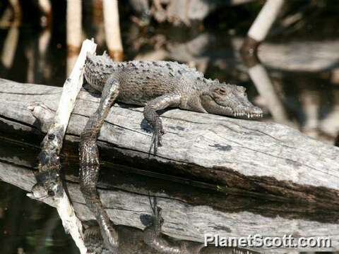 Image of Crocodylus