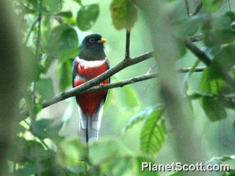 Imagem de Trogon Brisson 1760